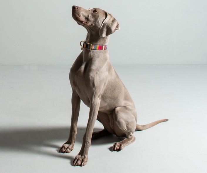 Paul Smith 'Swirl' Print Calf Leather Dog Collar